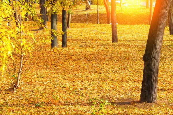 Höst park med träd — Stockfoto