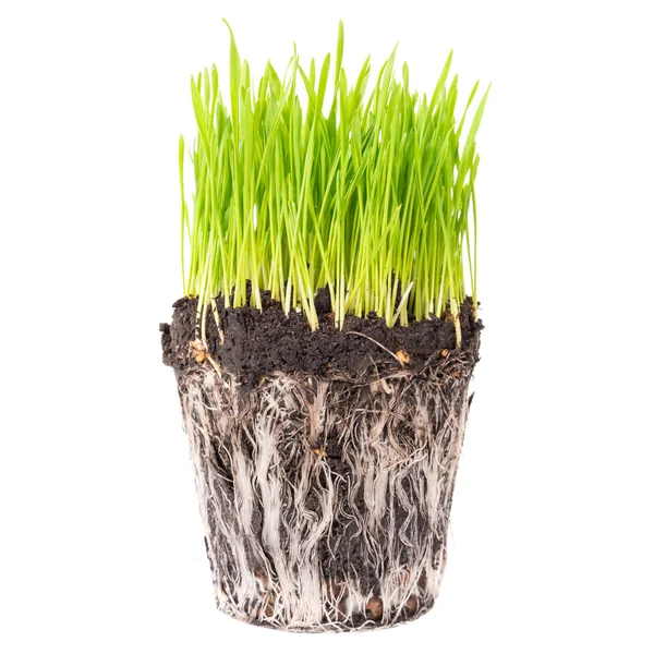 Groen gras met wortels — Stockfoto