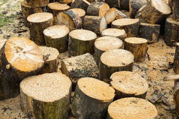 Log kayu dari pohon ek — Stok Foto
