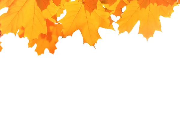 Autumn  maple leaves — Stock Photo, Image