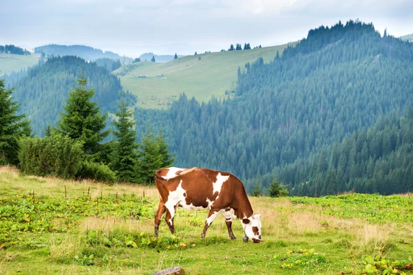 Vaca no campo verde em montanhas — Fotografia de Stock