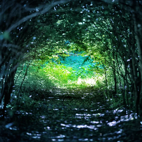 Magical forest with path to the light — Stock Photo, Image