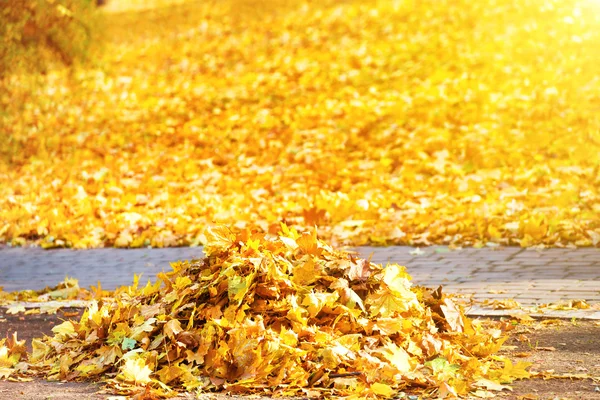 Kupa jesiennych żółtych liści — Zdjęcie stockowe
