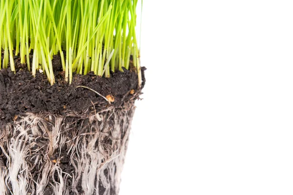 Green grass and soil from a pot — Stock Photo, Image