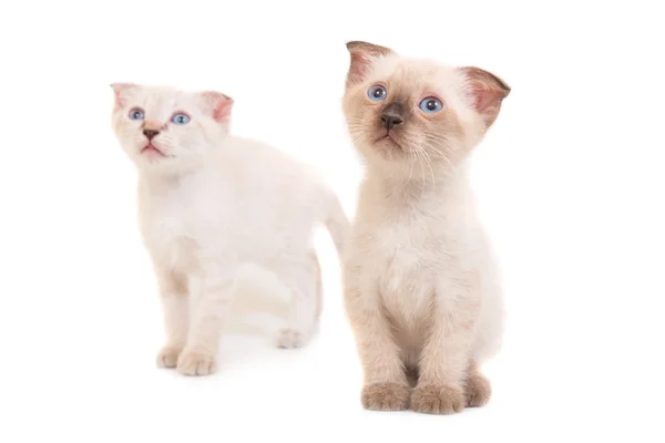 Två sittande purebred kattungarna — Stockfoto