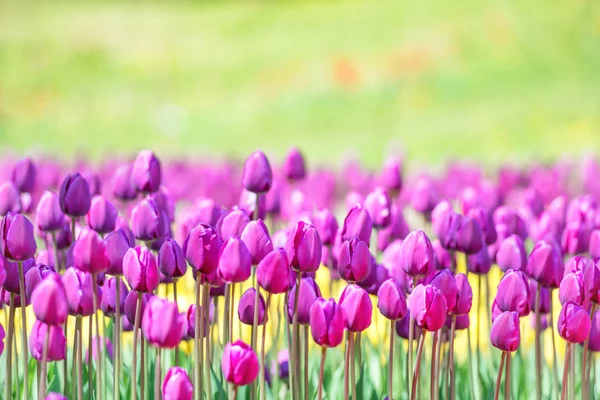 Campo de muitas tulipas lilás — Fotografia de Stock