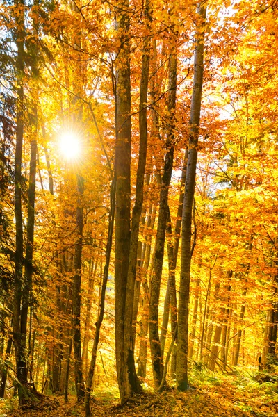 在秋天的森林里 — 图库照片