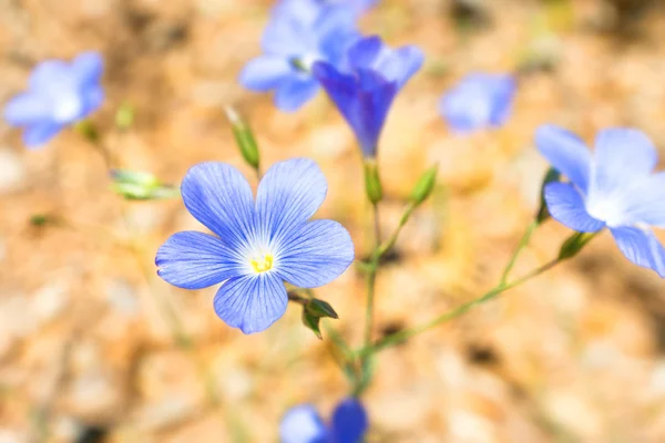 Blå blommor på sanden — Stockfoto