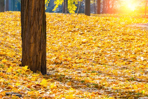 Őszi park fákkal — Stock Fotó