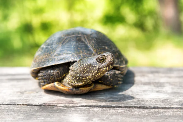 Grande tortue sur vieux bureau en bois — Photo