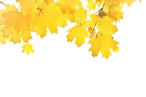 Autumn yellow leaves — Stock Photo, Image