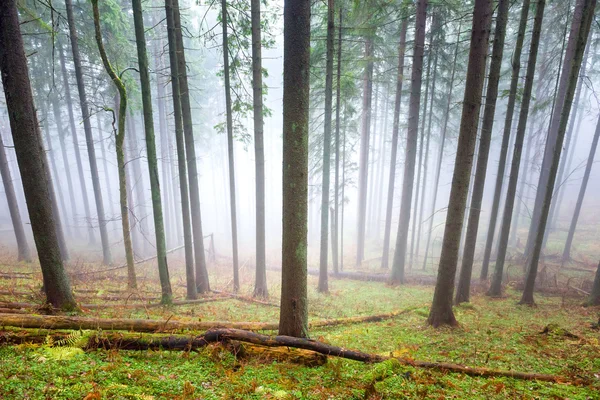 Mysterious fog in the green forest — Stock Photo, Image