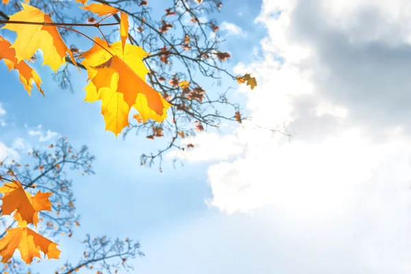 Herfst rode esdoorn bladeren — Stockfoto