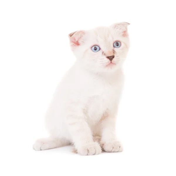 Sitting purebred kitten — Stock Photo, Image