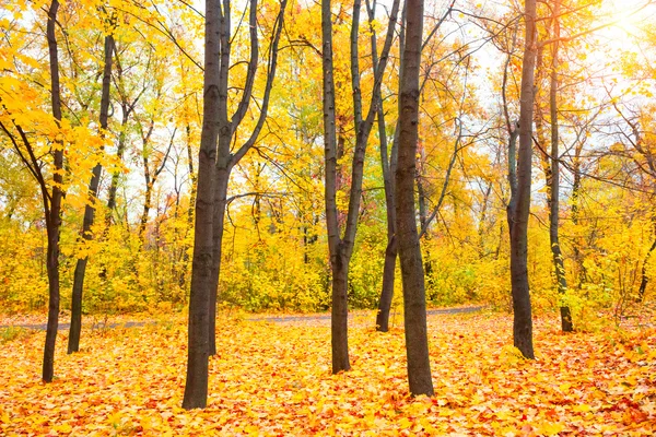 日当たりの良い秋の公園 — ストック写真