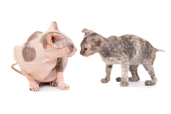 Sfinga čistokrevná kočka a kotě — Stock fotografie