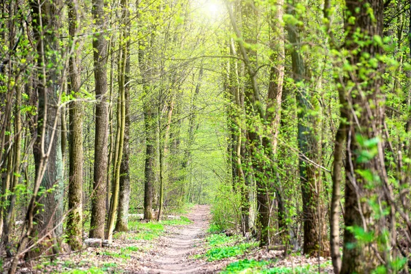Green spring forest — Stock Photo, Image