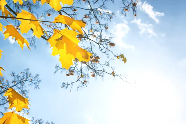 Hojas rojas de otoño —  Fotos de Stock