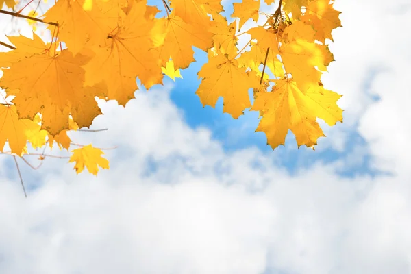 Podzimní žluté a oranžové javorové listy — Stock fotografie