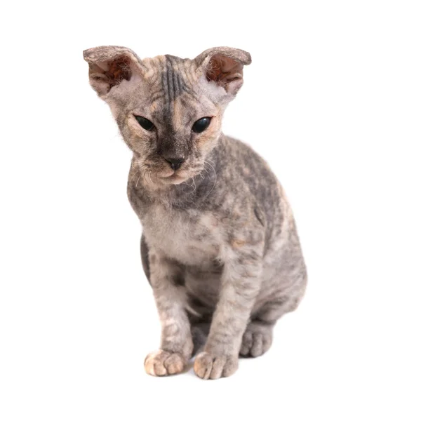 Grey purebred sphinx kitten — Stock Photo, Image