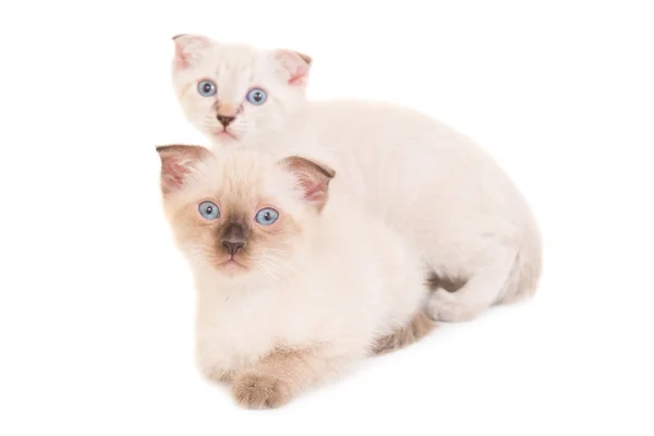 Dva ležící čistokrevná koťata — Stock fotografie