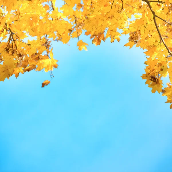 Foglie d'oro, gialle e arancioni — Foto Stock