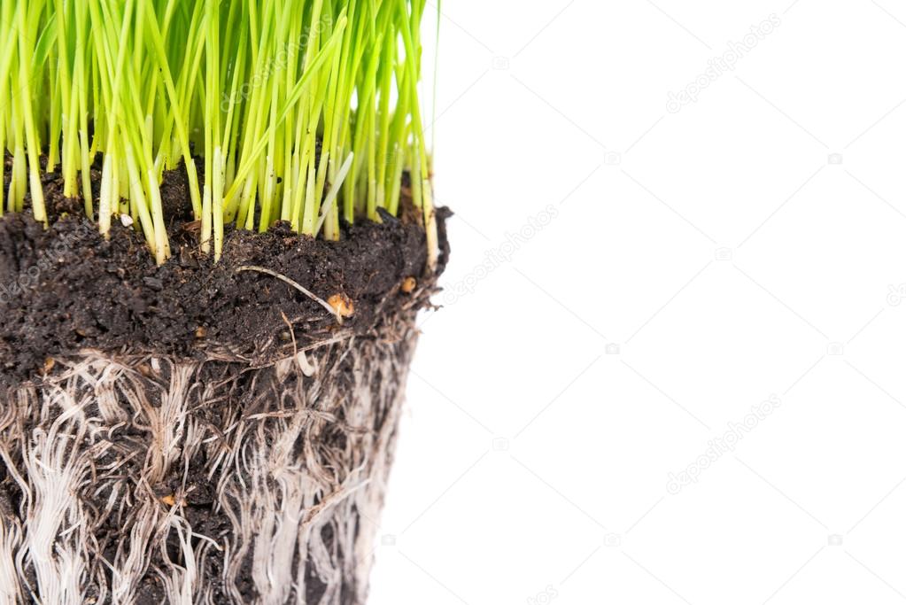 Green grass and soil from a pot