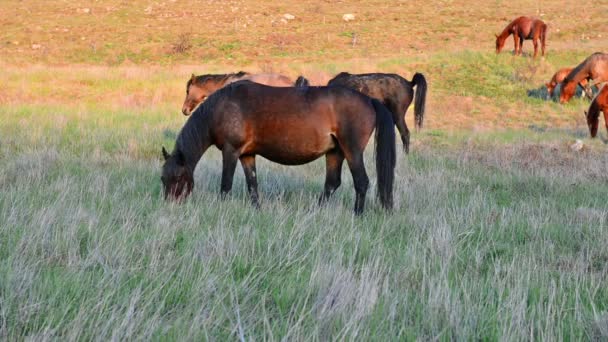 Herd of wild grazing horses — Stock Video