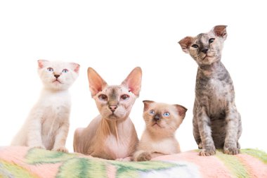 Safkan Sfenks kedi yavru kedi ile yalan
