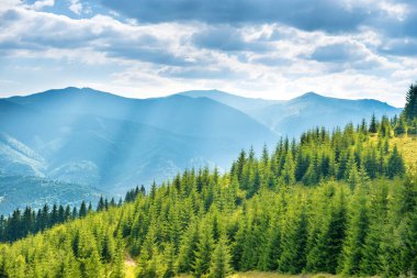 Yeşil güneşli hills