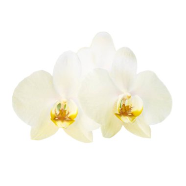 İki sarı orkide çiçekleri