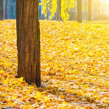 Turuncu düşen yapraklar