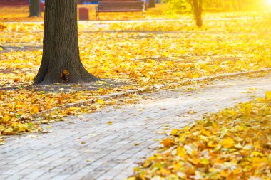 Sonbahar Şehir Parkı yolunda