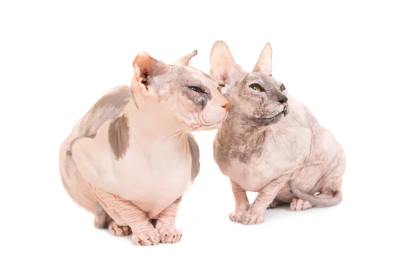 Dvě kočky sedící čistokrevná sfinga — Stock fotografie