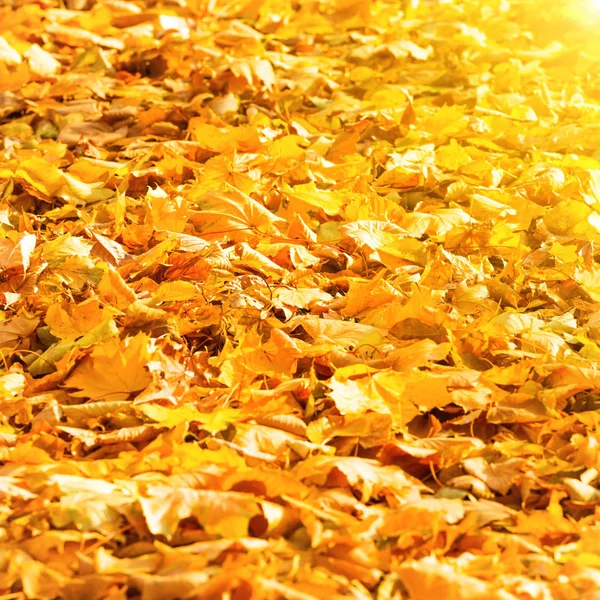 Autumn fallen orange leaves in a park — Stock Photo, Image