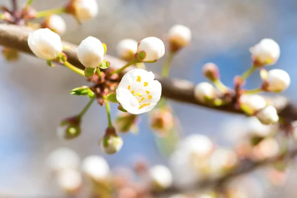 Flores brancas de ti — Fotografia de Stock