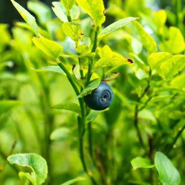 Wild blueberry in forest — Stock Photo, Image