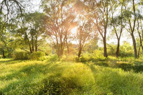 Zelený sunny park — Stock fotografie