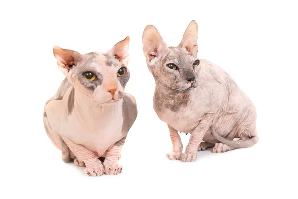 Dvě kočky sedící čistokrevná sfinga — Stock fotografie