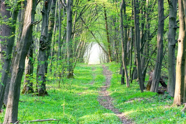 Jalan di taman hijau yang indah — Stok Foto