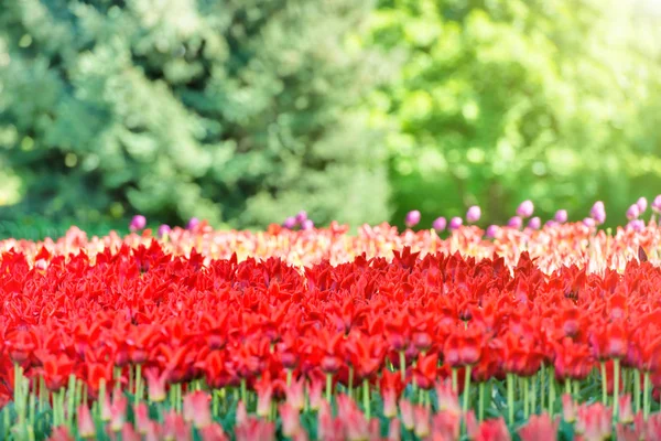Campo de tulipanes en el parque —  Fotos de Stock