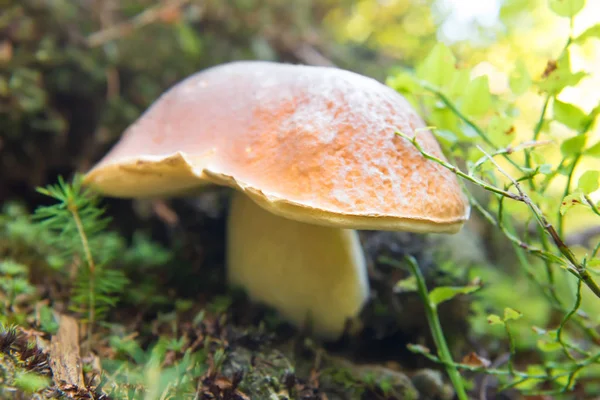Velké čerstvé houby v lese — Stock fotografie