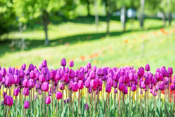 Feld vieler fliederfarbener Tulpen im Park — Stockfoto