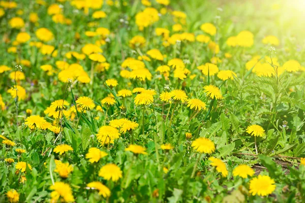 Gele paardebloemen op het veld — Stockfoto