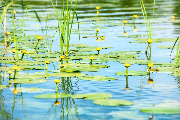 Lírio de água na lagoa — Fotografia de Stock
