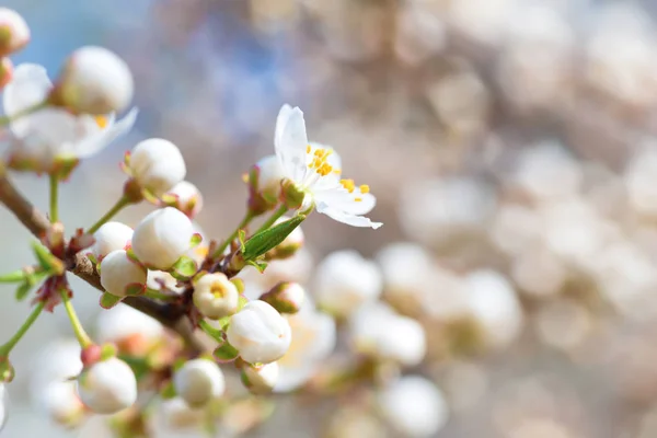 Fiori bianchi del thee — Foto Stock