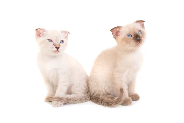 Dvě sezení čistokrevná koťátka — Stock fotografie