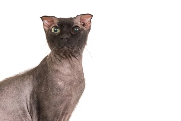 Gato esfinge de raza pura negro —  Fotos de Stock