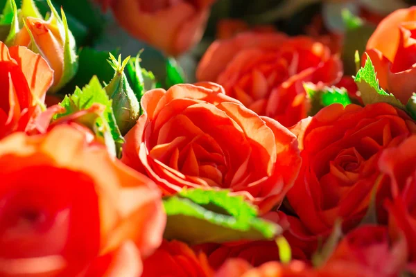 Roses rouges fraîches aux feuilles vertes — Photo