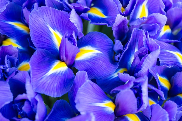 蓝色的花鸢尾花 — 图库照片